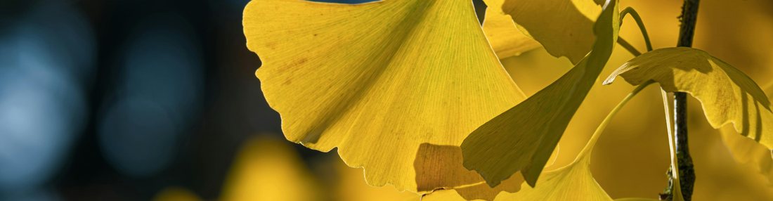 Las propiedades del Ginkgo Biloba y sus principales beneficios