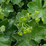 Alchemille Vulgaris