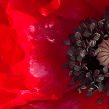 Amapola