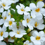 Bacopa