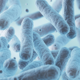 Cepas probioticas