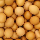 Colageno de membrana de huevo Campero ESM® (Tipo I, V y X)