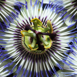 Pasiflora