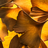 Ginkgo Biloba 