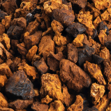 Hongo chaga 