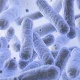 Lactobacillus Paracasei™