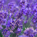 Lavanda