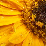 Lecitina de Girasol