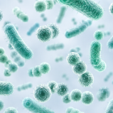 Mezcla de bacterias (Cultivos Pro Bio)