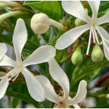 Ortosifon 
