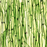 PhytosCell Tec™