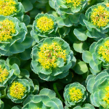 Rhodiola