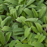 Salvia