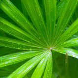 Saw Palmetto