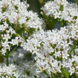 Valeriana 